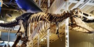 National Museum of Scotland