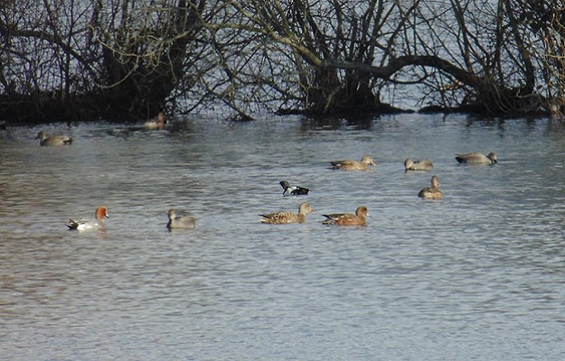 Photo of ducks at a nature reserve.