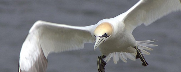 Photo of a seabird.