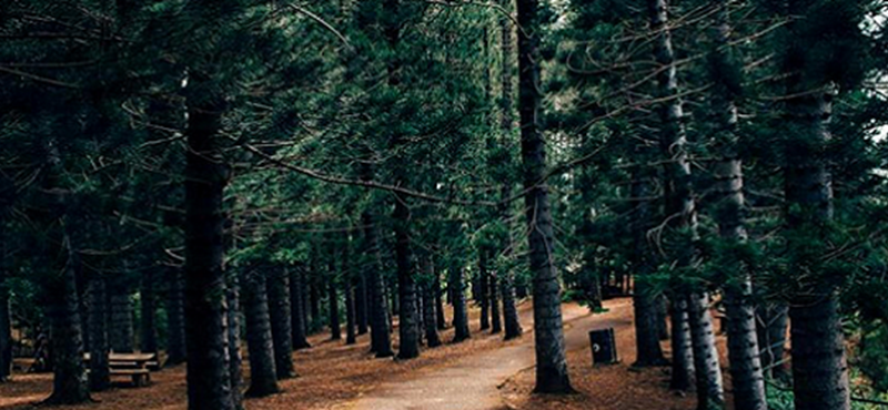 Photo of a forest.