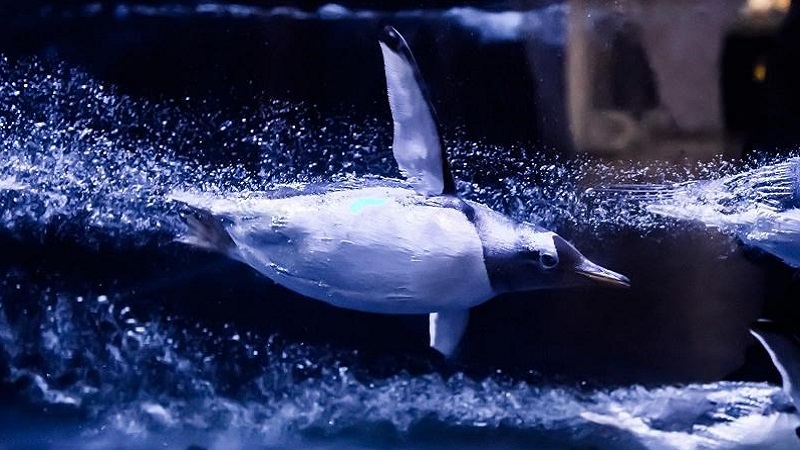 Photo of a swimming penguin.