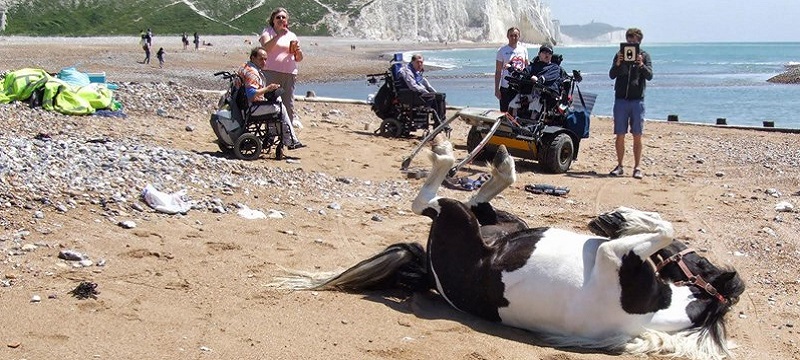 Photo of a pony rolling on the beach.