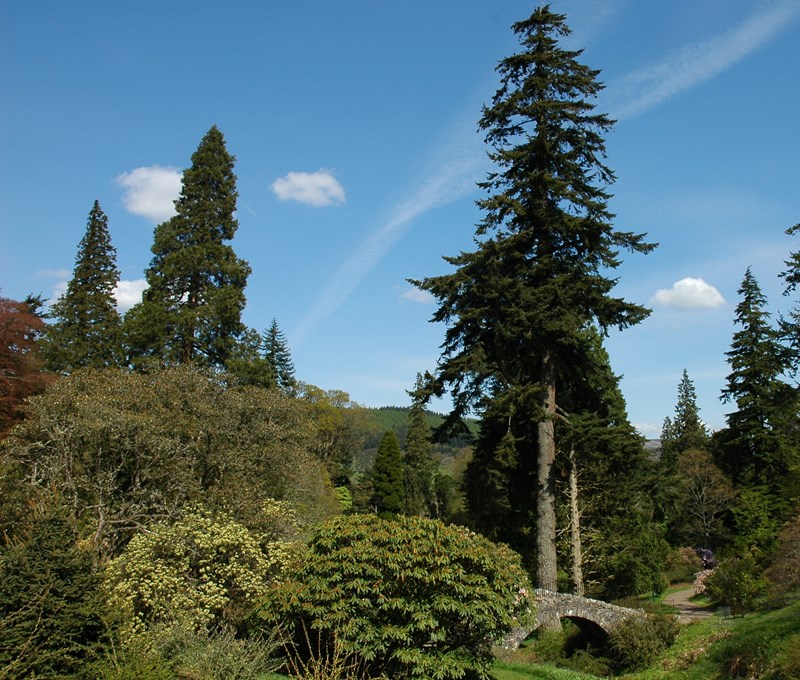 Image of a forest, with large trees and a blue sky.