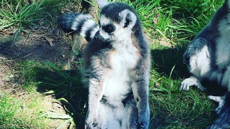 Photo of a lemur.