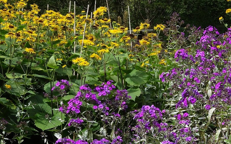 Photo of flowers.