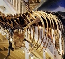 Our favourite accessible museum exhibits!