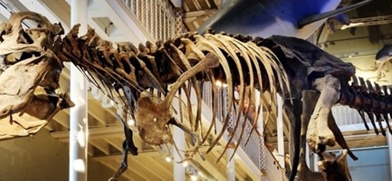 Photo of a dinosaur skeleton.