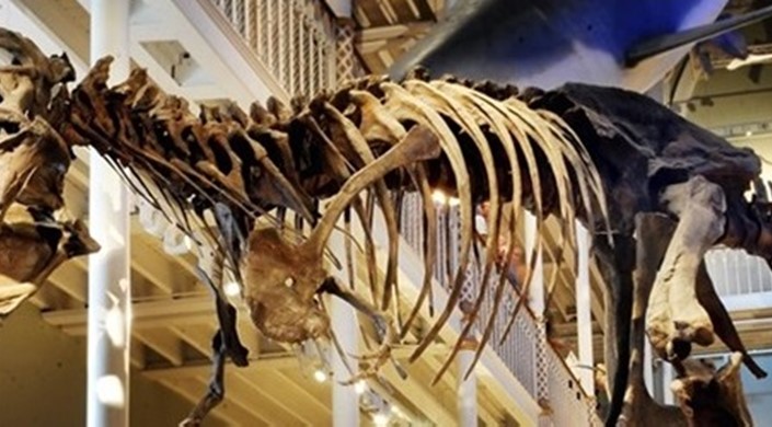 Our favourite accessible museum exhibits!