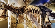 Our favourite accessible museum exhibits!