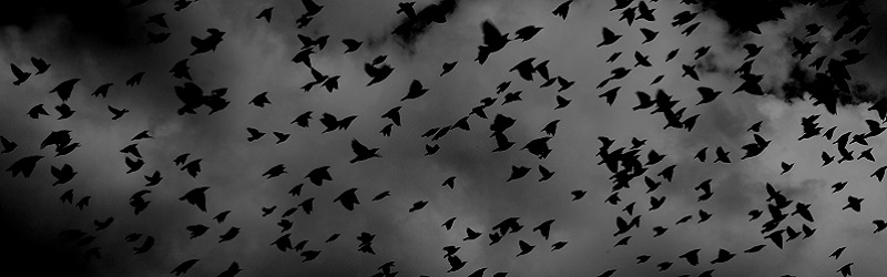 Photo of crows flying.