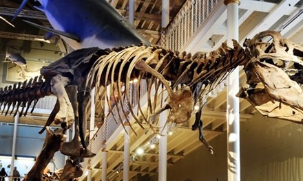 National Museum of Scotland