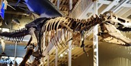 National Museum of Scotland