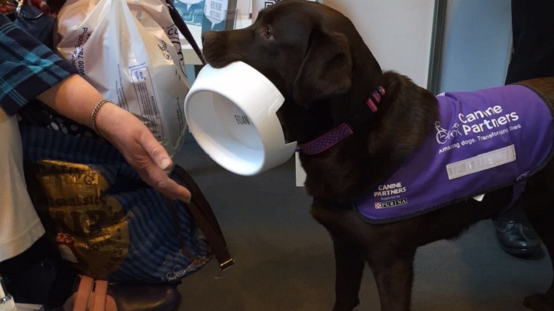 Photo of an assistance dog holding a dog bowl.
