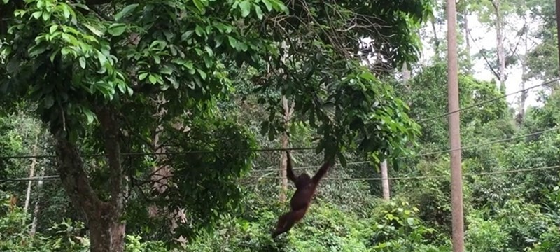 Photo of Sepilok Orangutan Rehabilitation Centre.