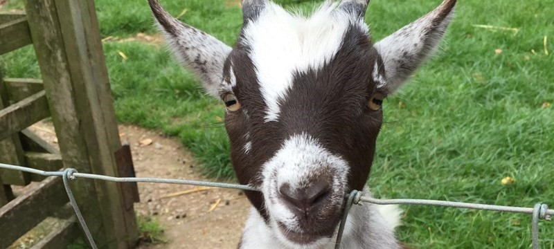 Photo of a goat.