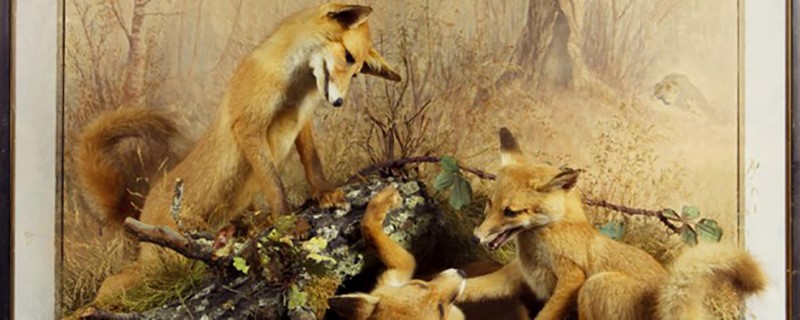 Photo of foxes.