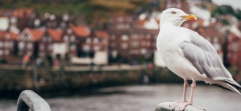 Photo of a seagull in Whitby.