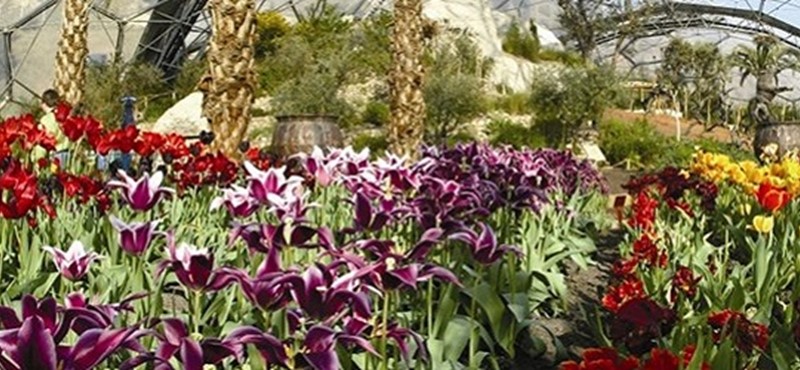 Photo of flowers at the Eden Project.