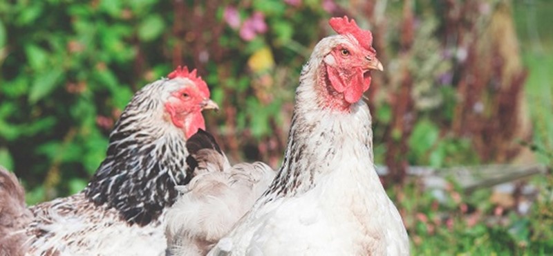 Photo of  a chicken.