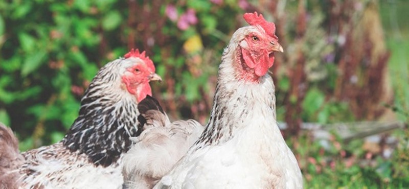 Photo of a chicken.