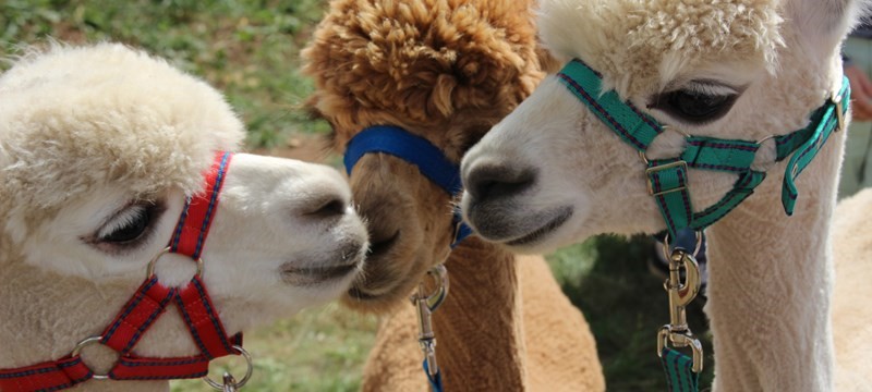 Photo of alpacas.