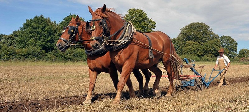 Photo of horses ploughing.