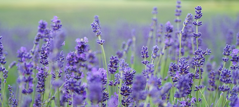 Photo of Lavender.