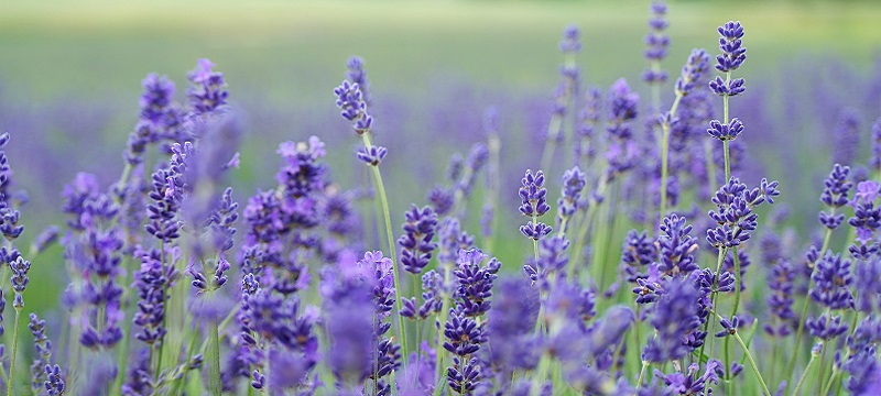 Photo of Lavender.