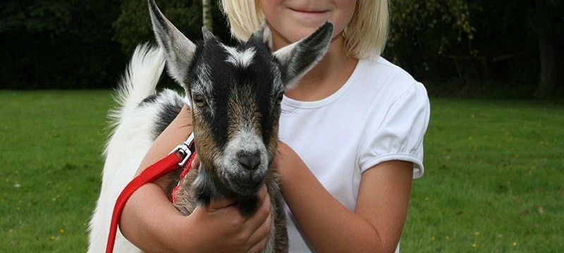 Photo of a child and a goat.
