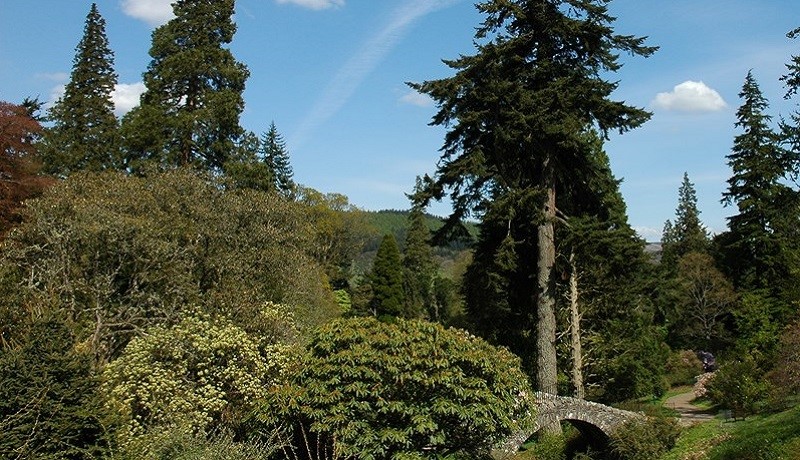 Trees in Dawyck Botanic Garden.