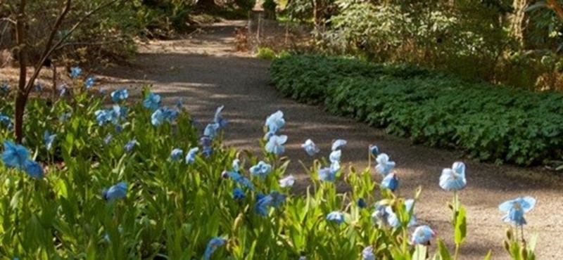 Dawyck Botanic Garden.