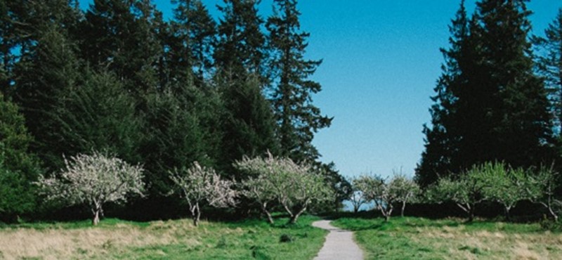 A path through woodland.