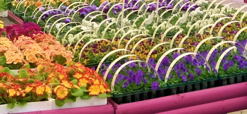 Flowers from Ardarden Estate Garden Centre