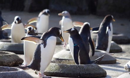 Edinburgh Zoo