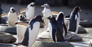 Edinburgh Zoo