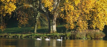 An image of three. Swans swimming on a leak underneath some trees with yellow leaves 
