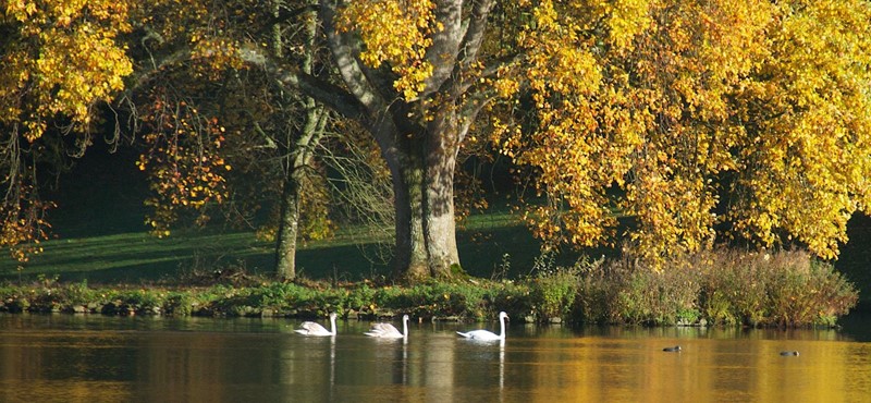 An image of three. Swans swimming on a leak underneath some trees with yellow leaves 