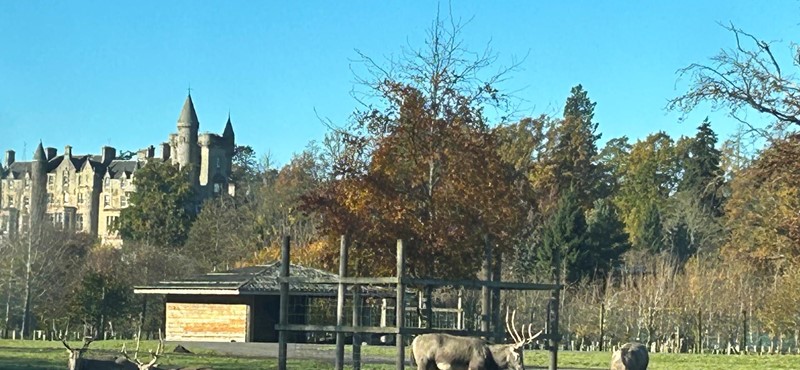 picture of some of the animals  at Blair Drummond Safari Park