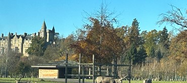 picture of some of the animals  at Blair Drummond Safari Park
