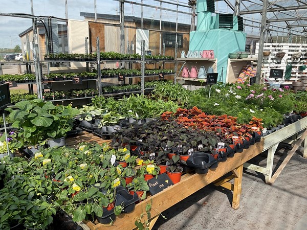 Plants