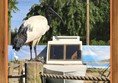 Free flying ibis bird