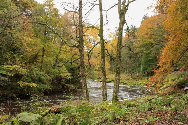 River Wharfe through the woods.
