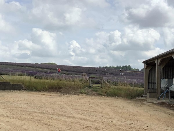 People in a field of lavender