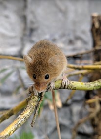 Lakeland Wildlife Oasis