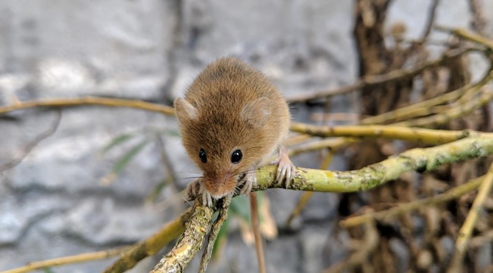 Lakeland Wildlife Oasis