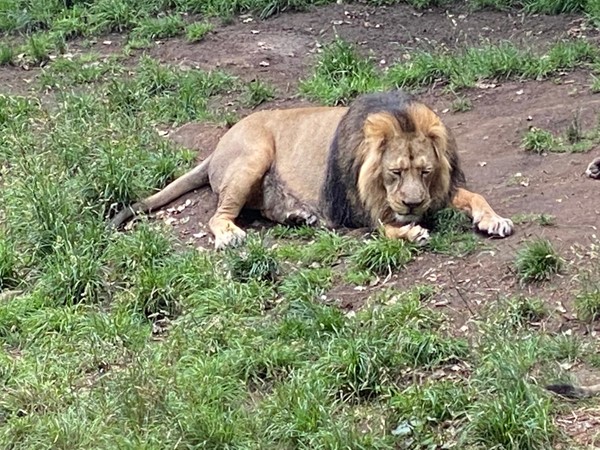The lion having a sunbathe