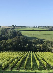 Velfrey Vineyard