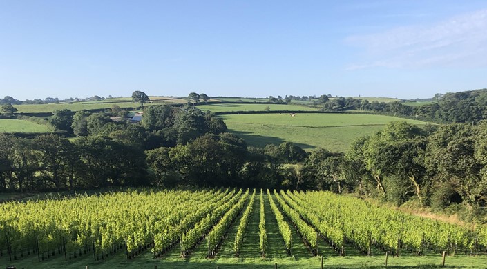 Velfrey Vineyard