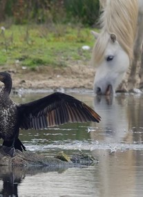 WWT Llanelli Wetlands