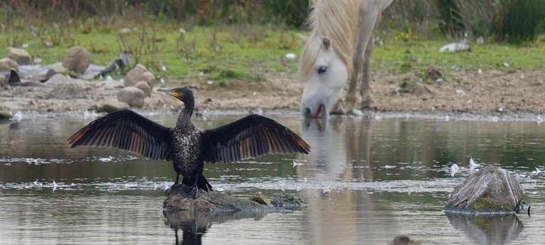 WWT Llanelli Wetlands